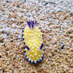 Goniobranchus Vibratus, Nudibranch, Sea Slug, Diver, Clay, Handmade, Souvenir, Magnet, Umiushi, ????????????, ?????????????????????????????????????????? - thumbnail 2