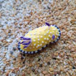 Goniobranchus Vibratus, Nudibranch, Sea Slug, Diver, Clay, Handmade, Souvenir, Magnet, Umiushi, ????????????, ?????????????????????????????????????????? - thumbnail 4