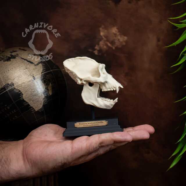 Gorilla Skull Replica - Miniature 3D Printed Collectable With Stand & Brass Plaque - image 1