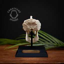 Gorilla Skull Replica - Miniature 3D Printed Collectable With Stand & Brass Plaque - thumbnail 3