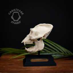 Gorilla Skull Replica - Miniature 3D Printed Collectable With Stand & Brass Plaque - thumbnail 2