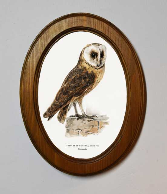 Light Oak Oval Framed Classic Bird Picture, Tyto Alba Guttata Owl, Von Wright Brothers - image 1