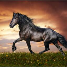 Beautiful Black Stallion Horse Nature Wildlife Large Canvas Art Print Gift A0 A1 A2 A3 A4 - thumbnail 2