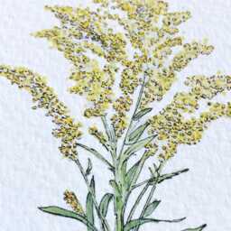 Kentucky State Flower Map Watercolor Goldenrod - Art Print Wall Graduation Wedding Realtor Moving Gift Southern Floral Wildflower - thumbnail 3