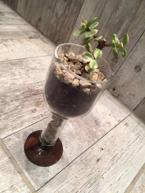 Succulent Planter/ Cocktail & Wine Glass - image 1