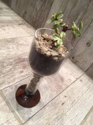 Succulent Planter/ Cocktail & Wine Glass - thumbnail 1