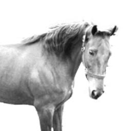 American Saddlebred - Wooden Stand For Candles/Pens With The Image Of A Horse New Collection - thumbnail 2