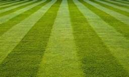 Fresh Cut Grass Candle - thumbnail 2