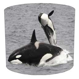 Killer Whale Orca Drum Lampshade For Ceiling Light Pendants Or Table Lamp Bases - thumbnail 4
