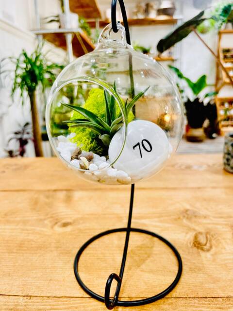 Diy Open Terrarium Plant Kit, Birthday Gift For 70 Year Olds. Seventy Gift. Air Terrarium. Special 70Th Present - image 1