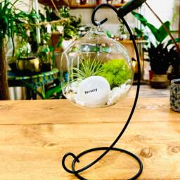 Diy Open Terrarium Plant Kit, Birthday Gift For 70 Year Olds. Seventy Gift. Air Terrarium. Special 70Th Present - thumbnail 3