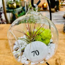 Diy Open Terrarium Plant Kit, Birthday Gift For 70 Year Olds. Seventy Gift. Air Terrarium. Special 70Th Present - thumbnail 2