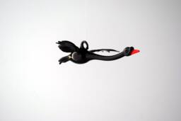E36-237B Small Black Swan
