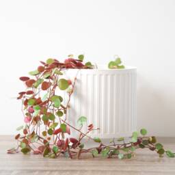 "Jetsetter Planter With Drainage & Saucer in White, Unique 3D-Printed Plant Pot, Small To Large Sizes 4"" 5"" 6"" 7"" 8" - thumbnail 2