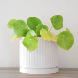 "Jetsetter Planter With Drainage & Saucer in White, Unique 3D-Printed Plant Pot, Small To Large Sizes 4"" 5"" 6"" 7"" 8" - thumbnail 3