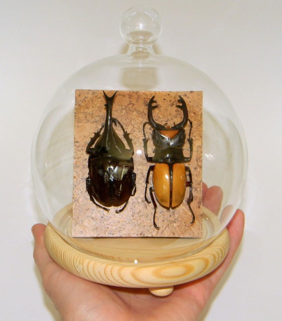 Amazing Natural Giant Beetle Display Rhinoceros & Stag Exhibit. Odontolabis Lacordairei & Xylotrupes Gideon Sumatrensis - image 1