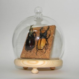 Amazing Natural Giant Beetle Display Rhinoceros & Stag Exhibit. Odontolabis Lacordairei & Xylotrupes Gideon Sumatrensis - thumbnail 2