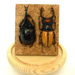 Amazing Natural Giant Beetle Display Rhinoceros & Stag Exhibit. Odontolabis Lacordairei & Xylotrupes Gideon Sumatrensis - thumbnail 3