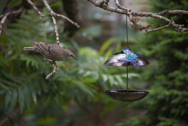 Bird Feeder With Butterfly Top. Hanging Metal Outdoor Feeder. Butterflies - image 1