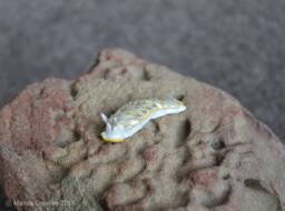 Diago The Nudibranch - Dermatobranchus Diagonalis