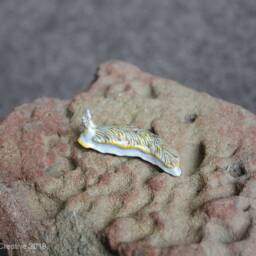 Diago The Nudibranch - Dermatobranchus Diagonalis - thumbnail 2