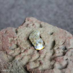 Diago The Nudibranch - Dermatobranchus Diagonalis - thumbnail 4