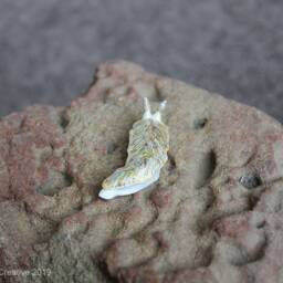 Diago The Nudibranch - Dermatobranchus Diagonalis - thumbnail 3