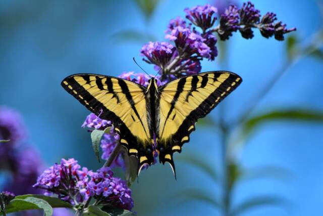 Instant Download Butterfly Wall Art, Home Decor, Print, Nature Photograph, Flower Beautiful Art - image 1