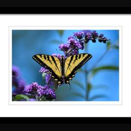 Instant Download Butterfly Wall Art, Home Decor, Print, Nature Photograph, Flower Beautiful Art - thumbnail 2