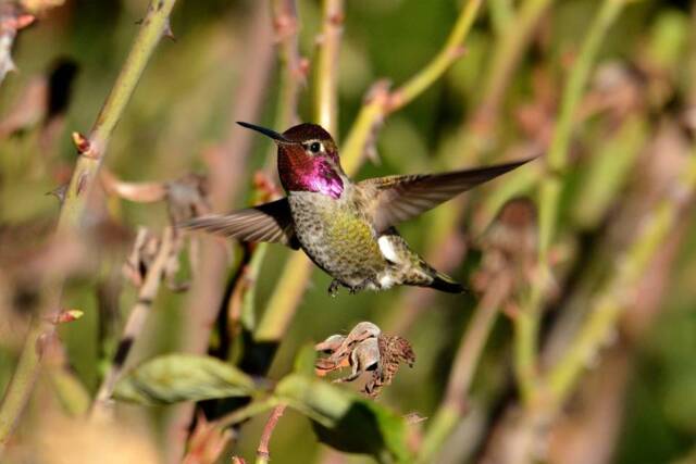 Digital Download, Hummingbird Wall Art, Nature Photos, Male Hummingbird, Bird Decor, Fine Art - image 1