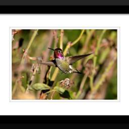 Digital Download, Hummingbird Wall Art, Nature Photos, Male Hummingbird, Bird Decor, Fine Art - thumbnail 2