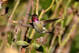 Digital Download, Hummingbird Wall Art, Nature Photos, Male Hummingbird, Bird Decor, Fine Art - thumbnail 1