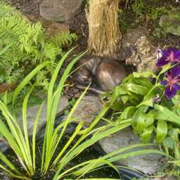 Curled Up Cat Bronze Sculpture in Dark Bronze Patina, By Christine Baxter - thumbnail 4