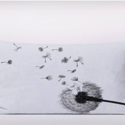 Dandelion in Wind - Cushion Cover Case Or Stuffed With Insert - thumbnail 2