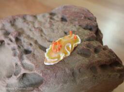 Rica The Nudibranch - Ardeadoris Symmetrica - thumbnail 1