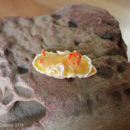 Rica The Nudibranch - Ardeadoris Symmetrica - thumbnail 3