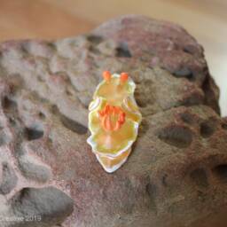 Rica The Nudibranch - Ardeadoris Symmetrica - thumbnail 2