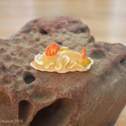 Rica The Nudibranch - Ardeadoris Symmetrica - thumbnail 4