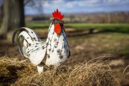 Handcrafted Recycled Metal Chunky White Cockerel Garden Sculpture, Decor. Game Bird. Lovers Gift. Statue - thumbnail 1