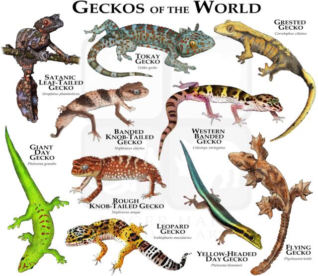 Geckos Of The World Poster Print - Signed By Artist - image 1