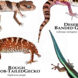 Geckos Of The World Poster Print - Signed By Artist - thumbnail 3