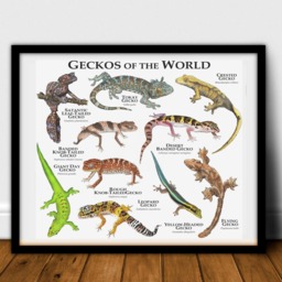 Geckos Of The World Poster Print - Signed By Artist - thumbnail 2