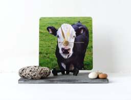Cow Desk Clock - Decoupage Photo Black Calf Farm Animal & White