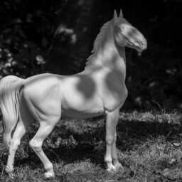 Kladruber Model Horse Artist Resin - White Figurine Unpainted Statue - thumbnail 3