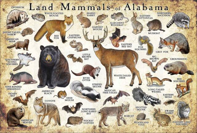 Alabama Mammals Poster Print Signed Field Guide Art by Etsy | ufurnish.com