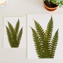 Cinnamon Fern - Print Reproduction Artwork Of Pressed Plants 100% Cotton Rag Paper Botanical Artwork, Greenery - thumbnail 3