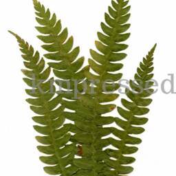 Cinnamon Fern - Print Reproduction Artwork Of Pressed Plants 100% Cotton Rag Paper Botanical Artwork, Greenery - thumbnail 2