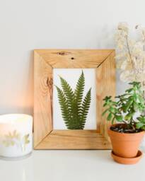 Cinnamon Fern - Print Reproduction Artwork Of Pressed Plants 100% Cotton Rag Paper Botanical Artwork, Greenery - thumbnail 1