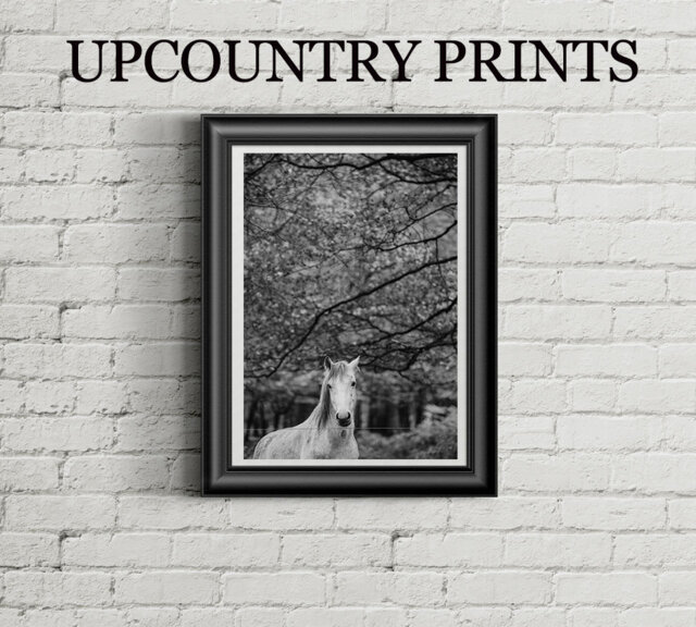 Horse Photo Print Farmhouse Wall Art - Digital Download - image 1