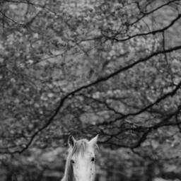 Horse Photo Print Farmhouse Wall Art - Digital Download - thumbnail 2